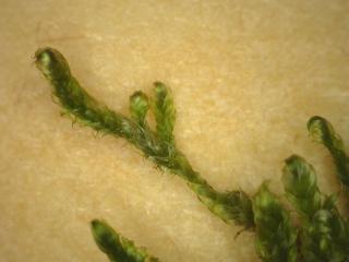 BTax356.Ex2_.Img4_.jpg