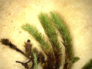 BTax395.Ex1_.Img1_.jpg