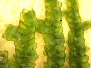 BTax561.Ex3_.Img2_.jpg