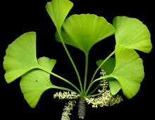 ginkgoaceae4.jpg