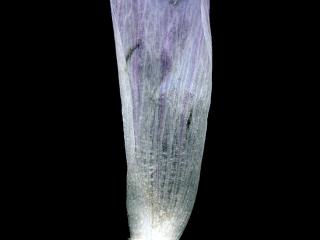 Img.VTax1337.ExN.Img22