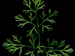 Img.VTax1521.ExN.Img13