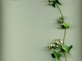 Img.VTax2293.ExN.Img10