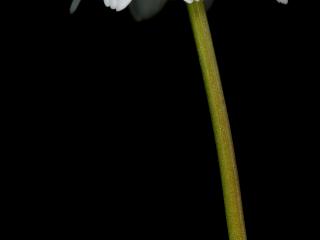 Img.VTax3109.ExN.Img3