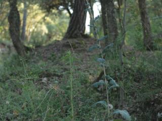 Img.VTax3363.ExN.Img1