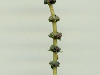 Img.VTax920.ExN.Img7