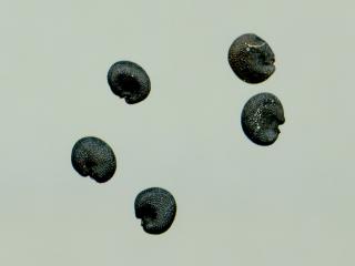 Img.VTax2035.ExN.Img16