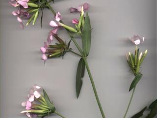 Img.VTax2035.ExN.Img22