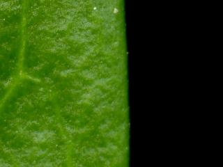 Img.VTax2289.ExN.Img7