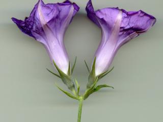 Img.VTax2301.ExN.Img4