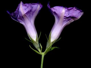 Img.VTax2301.ExN.Img6