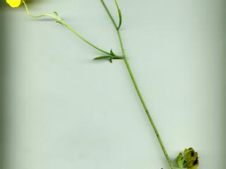 Img.VTax256.ExN.Img4