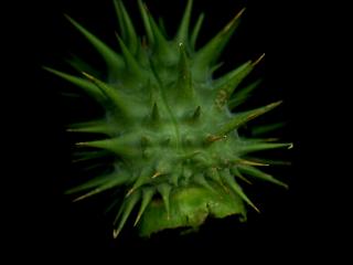Img.VTax2572.ExN.Img3