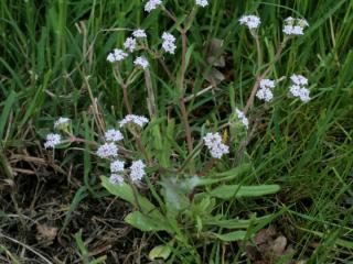 Img.VTax2886.ExN.Img3