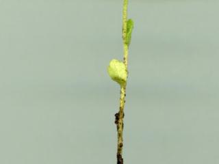 Img.VTax2938.ExN.Img4