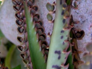 Img.VTax297.ExN.Img6