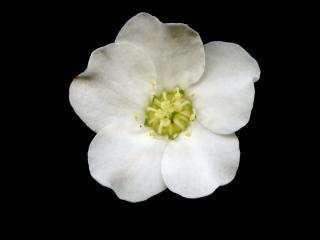 Img.VTax382.ExN.Img4