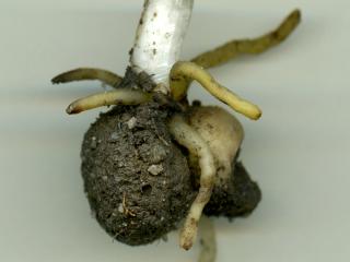 Img.VTax4257.ExN.Img3