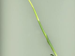 Img.VTax4257.ExN.Img4