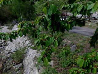 Img.VTax524.ExN.Img24