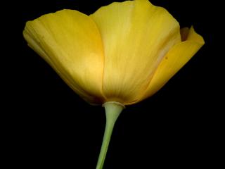 Img.VTax945.ExN.Img13