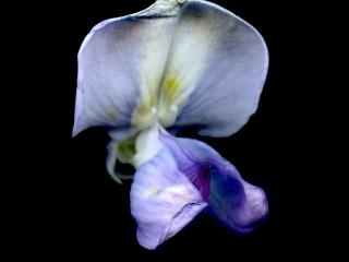 Img.VTax558.ExN.Img6
