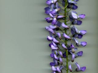 Img.VTax558.ExN.Img8