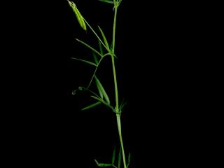 Img.VTax658.ExN.Img5
