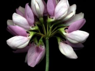 Img.VTax857.ExN.Img2