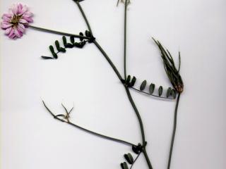 Img.VTax857.ExN.Img3