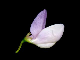Img.VTax857.ExN.Img7