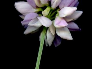 Img.VTax857.ExN.Img8