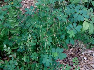 Img.VTax862.ExN.Img3