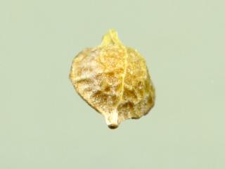 Img.VTax1119.ExN.Img11