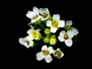 Img.VTax1119.ExN.Img5