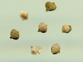 Img.VTax1119.ExN.Img9