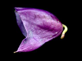 Img.VTax1425.ExN.Img16