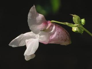 Img.VTax1425.ExN.Img19
