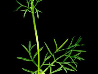 Img.VTax1522.ExN.Img4