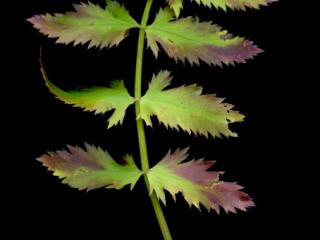 Img.VTax1537.ExN.Img10