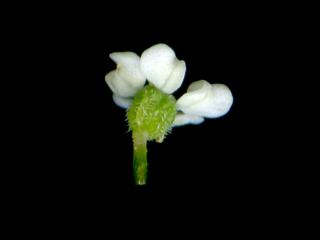 Img.VTax1638.ExN.Img8