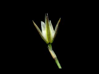 Img.VTax1899.ExN.Img1