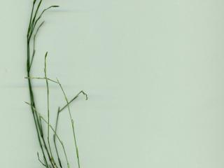 Img.VTax1899.ExN.Img4