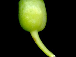 Img.VTax2152.ExN.Img9