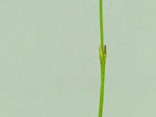 Img.VTax2253.ExN.Img7