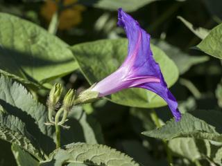 Img.VTax2302.ExN.Img7