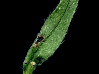 Img.VTax2374.ExN.Img9