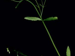 Img.VTax2541.ExN.Img4