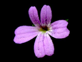 Img.VTax2647.ExN.Img9