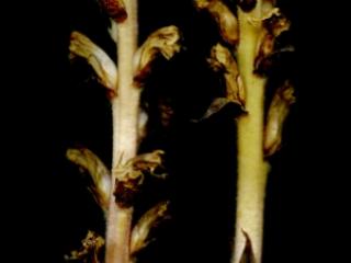 Img.VTax2743.ExN.Img8